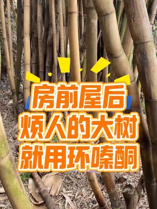 环嗪酮#环嗪酮除大树竹子灌木杂草 #环嗪酮