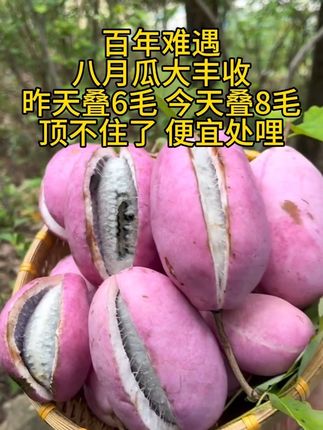 #八月瓜#野生水果#八月炸#小时候的味道#牛卵坨