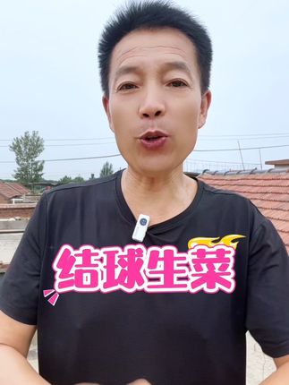 结球生菜种子圆生菜春夏秋四季播生菜种子球形菜种子球生菜生菜籽#结球生菜种子 #生菜种植 #抖音扶持三农 #生菜的十种最佳吃法 #三农种植