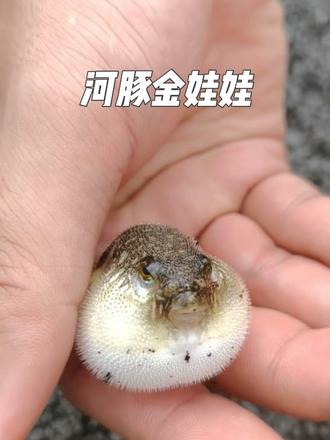 《河豚金娃娃》 小巧温顺的金娃娃河豚,圆润软萌的身子鼓鼓超治愈,体色鲜亮灵动可爱,日常投喂螺类磨牙,饲养简单省心。和原生爬岩鳅混养层次感拉满,一静一动搭配和谐,清澈造景缸氛围感直接拉满,观赏质感十足。
#金娃娃河豚 #淡水河豚 #爬岩鳅 #原生造景缸 #观赏鱼饲养@DOU+小助手 @上热门🔥🔥🔥