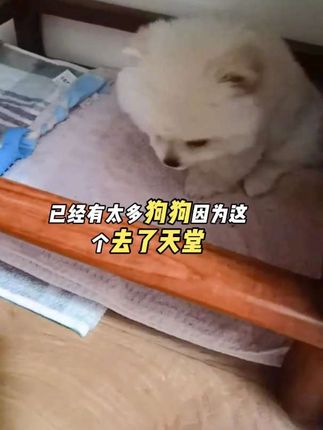 #新手养狗 #养狗经验分享 #养狗人 #萌宠 #狗子