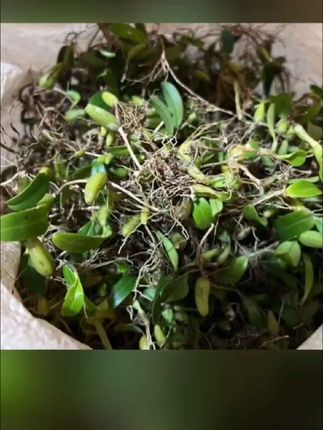 #【蛟哥土特产】高山峭壁单叶岩珠