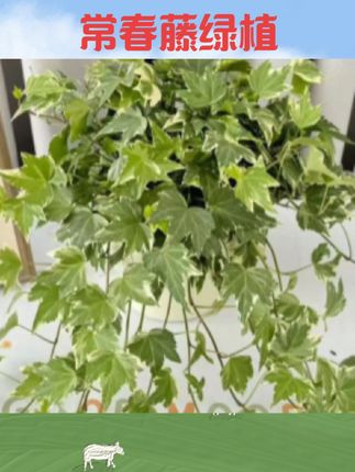 #常春藤 【花叶新款】常春藤吊兰垂吊植物壁挂绿植挂墙常青盆栽室内吸甲#常春藤盆栽 #常春藤绿植 #室内绿植 #盆栽推荐
