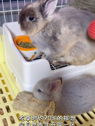 快速教小兔定点排泄妙招来喽~希望对宝宝们有所帮助~视频有点长,一定要耐心看完哦!#家有宠物 #兔兔这么可爱 #怎样教小兔定点排泄 #铲屎官日记