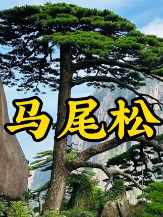 马尾松精品烘干托盘料#上热门 #木材加工 #源头实力厂家 #工厂实拍视频 #原创视频