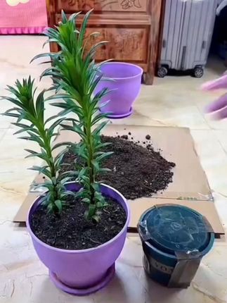 只要你敢把他种到家门口,很快就是一片彩色花海#花海组合 #家庭养花 #野花种子 #拉萨发货