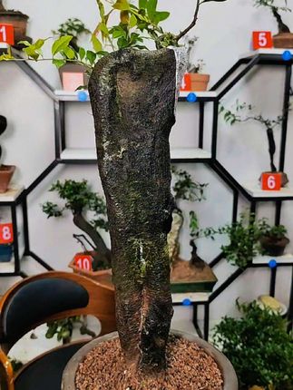 #盆景艺术分享 #园艺生活 #老桩盆景