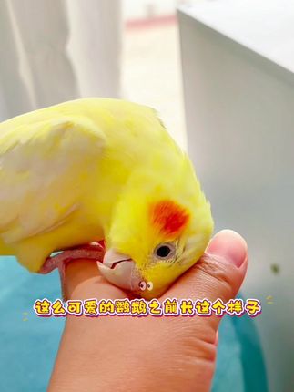 「天然食材+科学配比,给鹦鹉吃的“营养餐”」#鹦鹉 #鹦鹉鹦鹉萌萌哒逗鹦鹉 #鹦鹉粮 #鹦鹉日常 #鹦鹉鸟粮