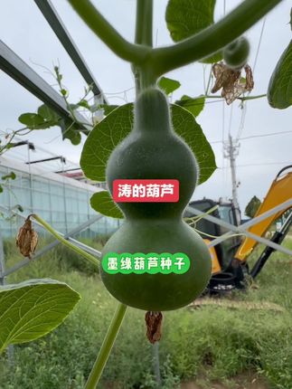 墨绿种子八宝长粗翻嘴#文玩葫芦 #葫芦娃 #葫芦 #葫芦福禄 #葫芦娃
