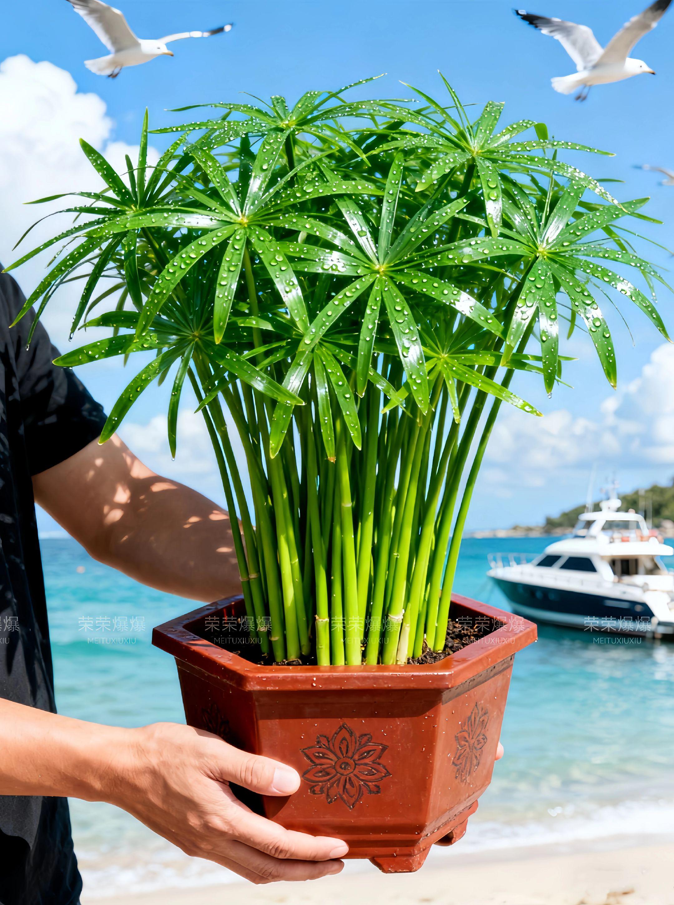 水竹盆栽可土培水培用于室内外鱼池庭院造景。旱伞草&风车草,灵动小清新! 宝子们,这草太会“卖萌”了!细茎顶着伞状叶,风过就转,像无数小风车在跳舞,清新又活泼。 水养土培都可以,鱼缸里造景绝,阳台种着疯长快。不用费心管,耐旱耐湿,新手也能养得旺,四季常绿超省心。#旱伞草水竹 #旱伞草苗 #旱伞草种植 #旱伞草 #花卉绿植 摆哪都添生机,赶紧带这“会转的绿”回家!