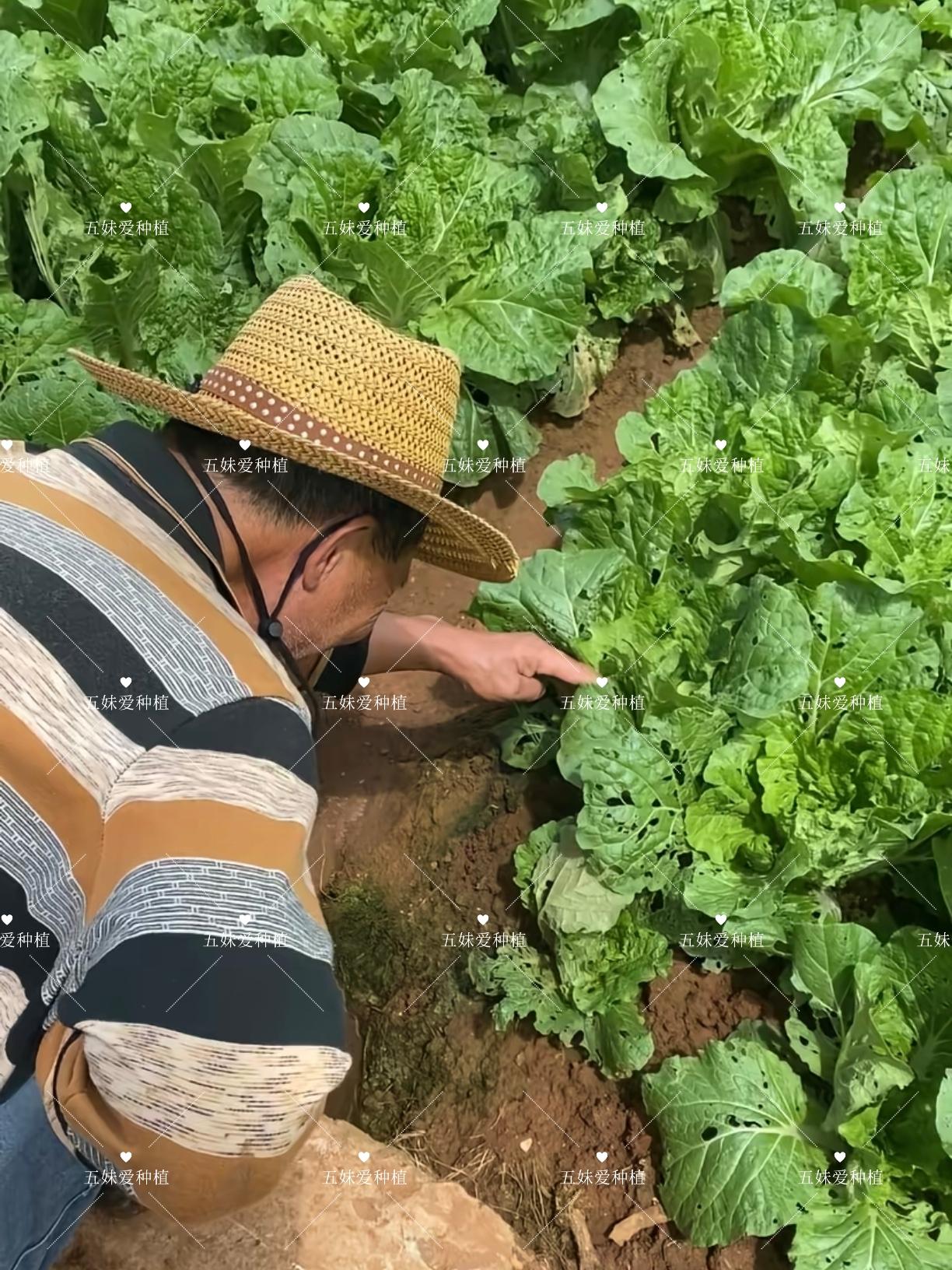 #农业种植技术 #新农人计划 #蔬菜种植