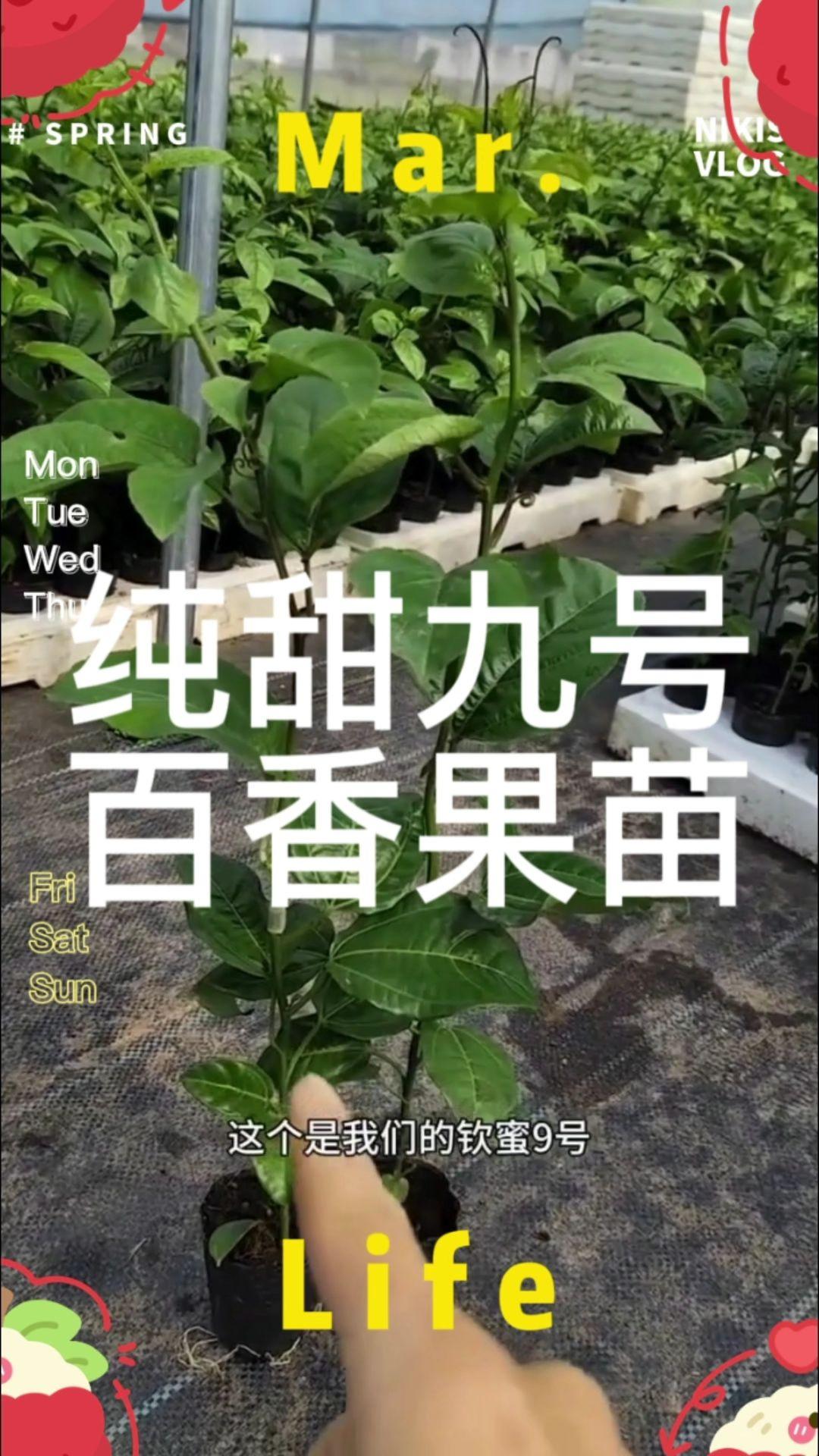 纯甜黄金百香果苗新品种纯甜钦蜜九号嫁接苗四季爬藤阳台庭院种植