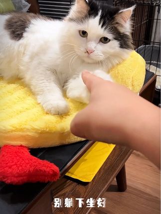 #猫垫子 #猫窝 #冬季必备 #猫窝推荐 #玩个很新的东西