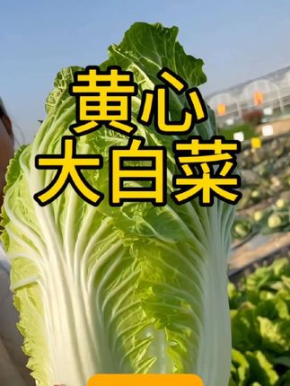 这么大的白菜你想种吗,那就种我们这个黄心大白菜吧,正是种植的好季节,赶紧行动起来吧 #白菜种植 #大白菜种子 #蔬菜种子 #在家种菜 #阳台小院均可种植