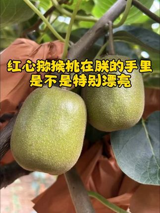 蒲江红心猕猴桃 小时候吃猕猴桃要跑几座山,都是野生的,数量还少,弄回来藏在谷堆里面,现在人工种植了,实现了猕猴桃自由##优质农产品 #新鲜采摘 #现摘新鲜水果