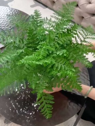 吉姆蕨,一款天然的空气净化̺器̳҉,一盆̺̳相当于10盆̷绿萝ͤ的吸附效果,而且好看又好养!#吉姆蕨#吉姆蕨盆栽#花卉绿植#耐阴植物 #爱生活爱养花@DOU+小助手 @巨量千川