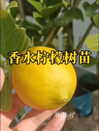 家里有庭院阳台的可以种些#四季香水柠檬树苗~ 优质树苗~可以做菜也可以泡茶喝~盆栽地栽都可以种植~喜欢你就别错过#柠檬树苗#柠檬#优质农产品 #三农