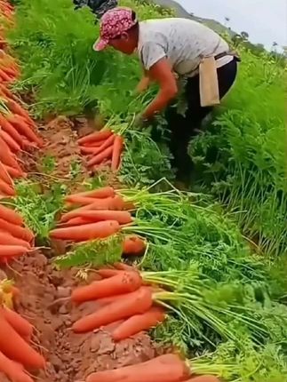 #三农 #农产品 #蔬菜 #种子 #胡萝卜种子
