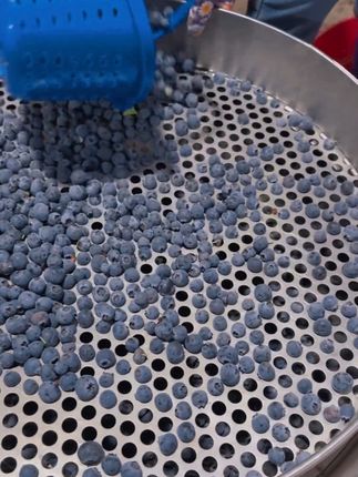 来自云南高海拔的露天超晚熟蓝莓成熟啦~#强烈推荐 #云南蓝莓 #花香蓝莓 #应季水果 #又脆又甜