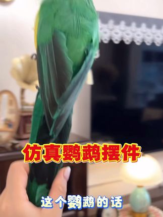 #好物推荐🔥 #鹦鹉摆件 #仿真鹦鹉摆件 #仿真鹦鹉 #家居好物 @DOU+小助手