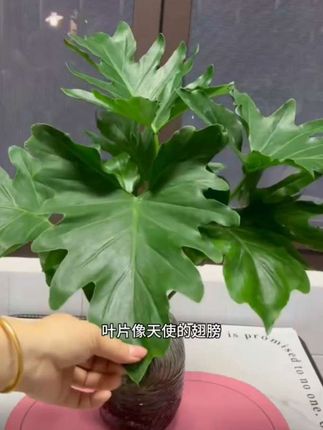 #爱生活爱养花 #春羽绿植水培 #强烈推荐 #家庭种植 #室内绿植
