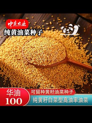#种子 #油菜种子 #高产籽 #白菜型油菜种子 #超便宜超划算 【中菓农业】华油100油菜种子抗病高产籽粒纯黄籽白菜型油菜种子