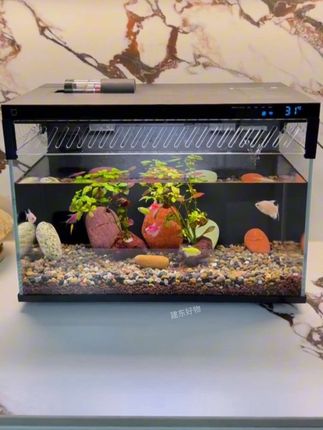 【造景任选】小米米家智能鱼缸家用过滤一体生态造景水族箱桌面鱼缸#小米鱼缸 #家用鱼缸 #米家鱼缸 #造景鱼缸 #水族爱好者