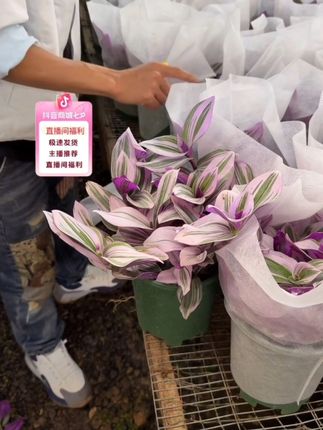 婚礼油画吊兰四季观叶盆栽绿植 婚礼油画吊兰超好养室内四季观叶盆栽办公室绿植#婚礼油画吊兰 #观叶植物 #盆栽绿植 @DOU+小助手 @DOU+上热门