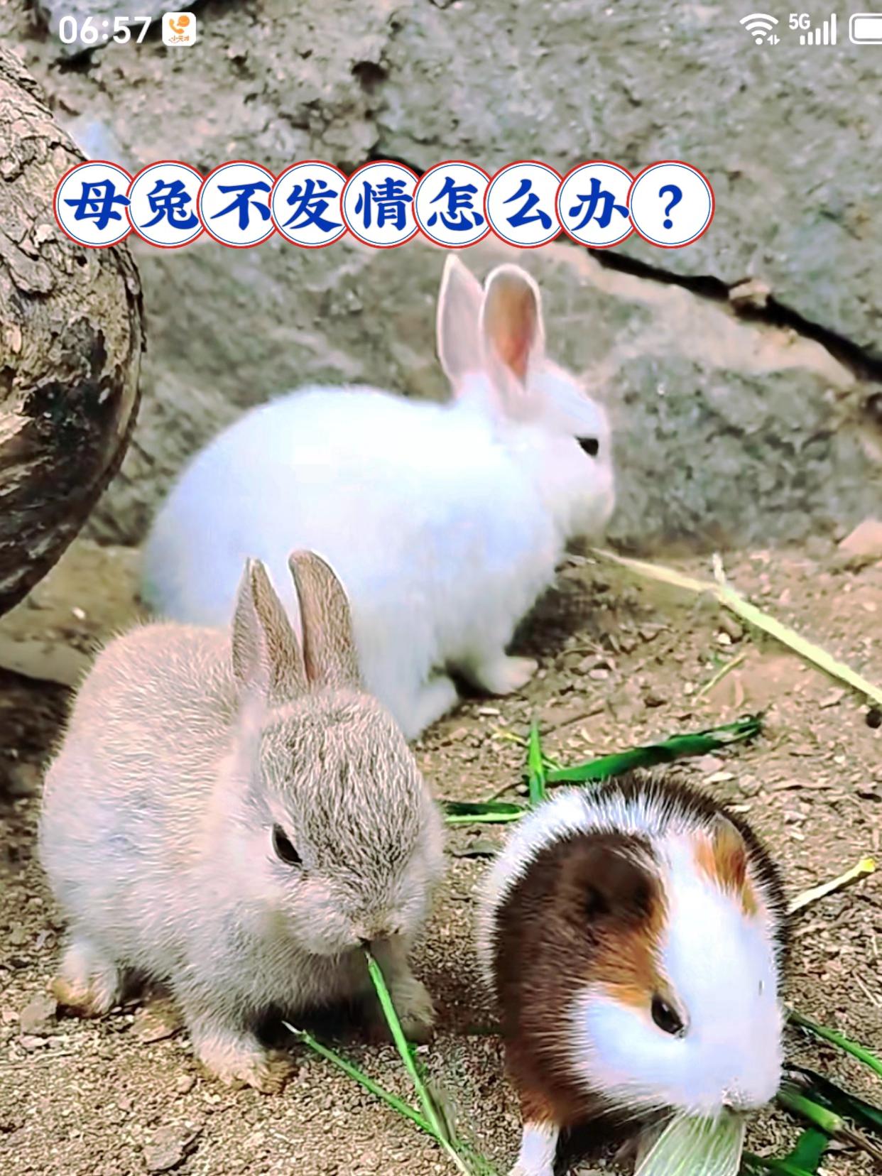 #养兔人 #三农养殖 #肉兔养殖 #科学养兔 #宠物兔