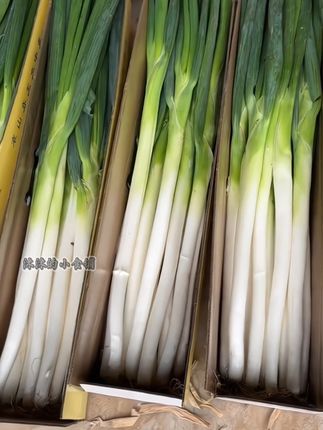 #大葱 快来抢这个山东铁杆大葱,炒菜炖肉包饺子都好好吃#优质农产品 #新鲜采摘 #现摘现发新鲜到家
