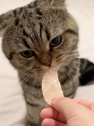 要要要#吃货猫 #可爱到爆炸💥 #馋猫宝宝 #日常投喂 #萌宠