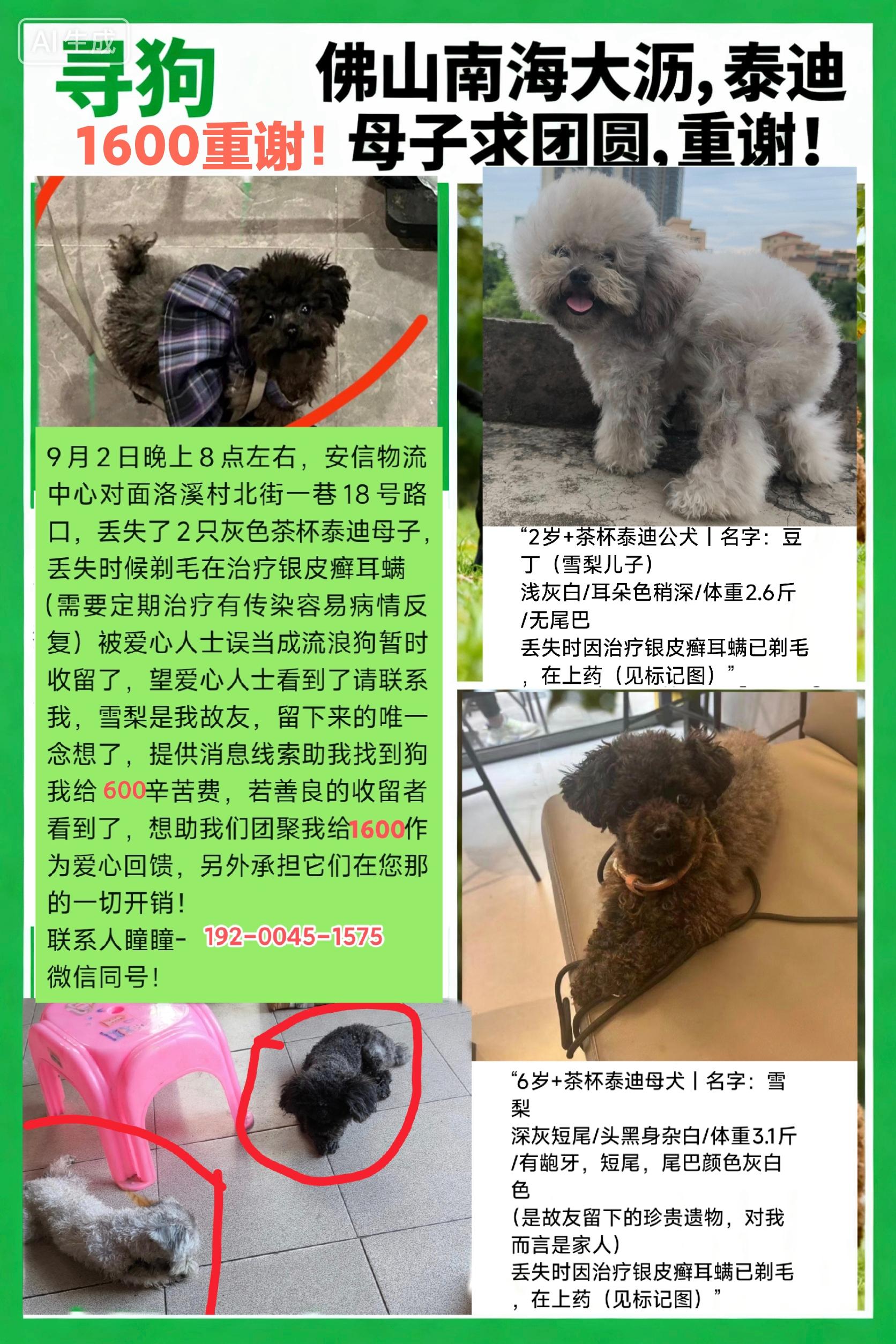 佛山南海大沥洛溪村寻狗,望母子回家团圆。佛山南海大沥镇,安信物流对面丢失的狗
望收留它们的好心人能看到
它们不是无主流浪,它们是我不在家时候家里老人忘了关门,自己溜出去上厕所的,它们丢失时候都剃毛在治疗银皮癣耳螨,银皮癣,耳螨需要长期耐心治疗,这就是为啥会被您当成流浪狗收留的原因
它们不是小奶狗,都是成年泰迪,体积很小而已,母的那只都6岁多了,是故友留着的唯一念想了,公的那只是母的的儿子我怕母的绝经后老了没有后代延续特意留的,它们对于您来说可能是暂时收留的宠物,但是它们对于我来说是对故友的思念感情特殊,望您看到了能联系我,提供线索助力我找到它们的爱心人,我承诺不让善良的人吃亏,我会负责它们在您那所产生的生活费,另给2000作为您照顾它们的感谢费!#是宠物更是家人 #狗是人类最忠诚的朋友请善待它 #找狗寻狗 #万物有灵 #善待动物