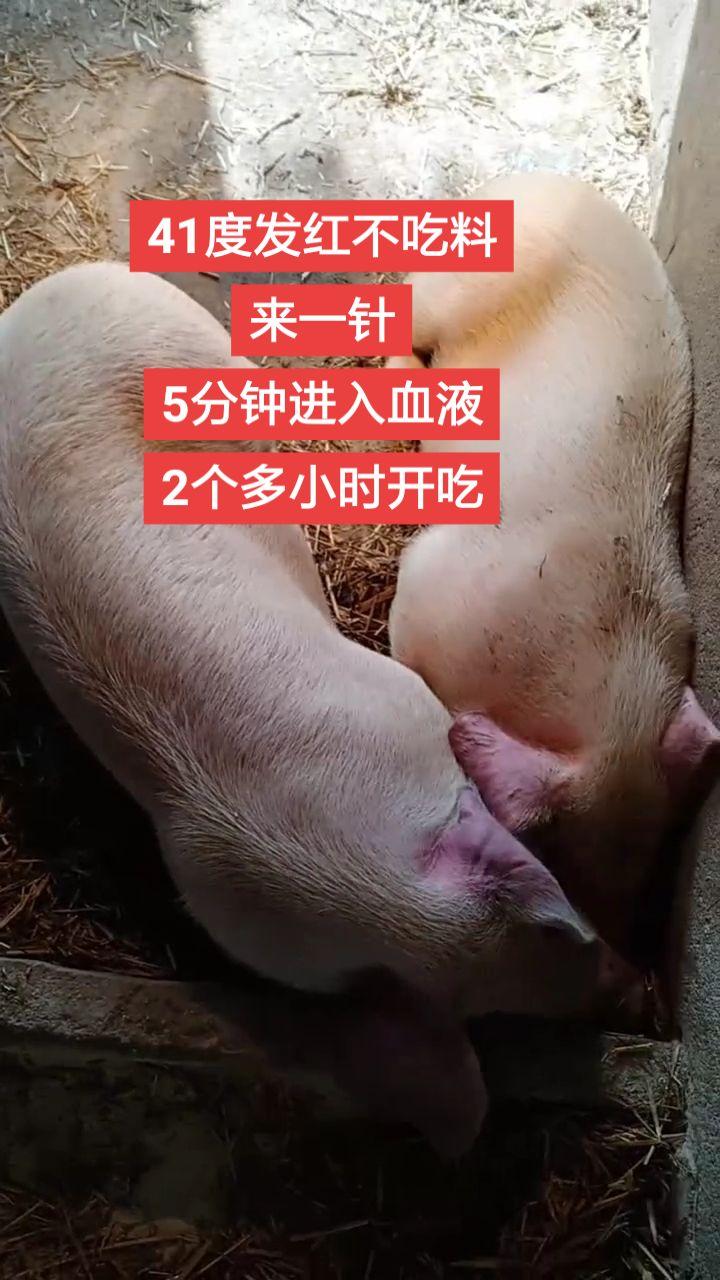 #养猪人 #养猪人加油干 #养猪人不容易 #所有养猪人 #三农养殖