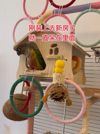 现在它也很清楚只要有快递进门那基本上都是它的,它会很兴奋飞过来叽叽喳喳的#鹦鹉 #鹦鹉的日常 #鹦鹉小木屋 #鹦鹉用品 #鹦鹉躲避屋