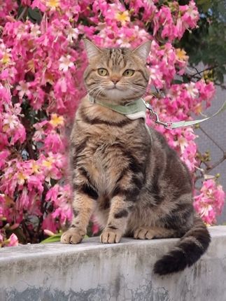 它在花丛中,笑的很欢喜#抖音萌宠出道计划 #萌宠 #猫咪大明星 #萌宠成精了