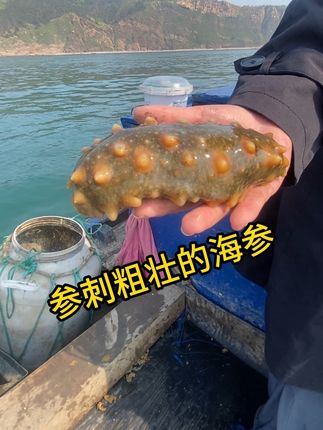 深海宝藏!正宗大连海参,每一根都是大自然的馈赠#海参 #海鲜美食诱惑你 #美食