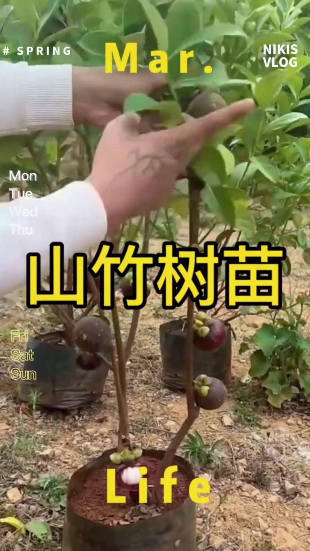 山竹树苗岭南山竹泰国山竹水果无核山竹嫁接树苗庭院盆栽地栽#山竹树苗 #无核山竹苗 #果树苗 #三农 #抖音助农