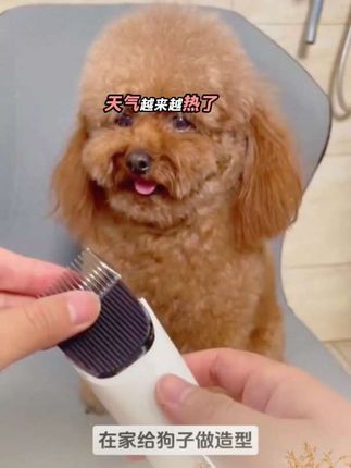 #狗狗剃毛器#宠物#萌宠 #狗狗是生活的解药 #狗狗的心思都写在脸上了@DOU+小助手 @抖➕小助理