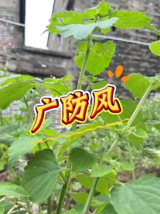 #有药用价值的植物 岭南湿气重?一把广防风煮水,洗走一身湿困困#广防风 #草药科普 #乡医老爸 #中医养生