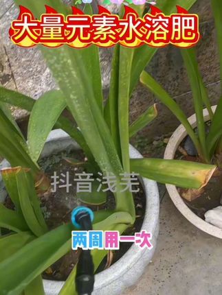 给花花们补叶面肥,还得是这三个二十的大量元素水溶肥#大量元素水溶肥平衡型 #大量元素平衡肥 #大量元素水溶肥