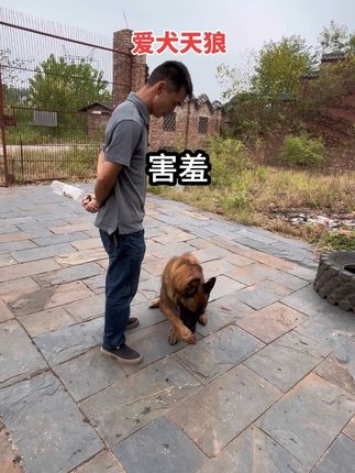 #马犬#马犬魅力 #本村最靓的狗 #训犬 狗不语,却懂你的悲,喜,忧,它不懂人情世故,却只对你忠诚如初。