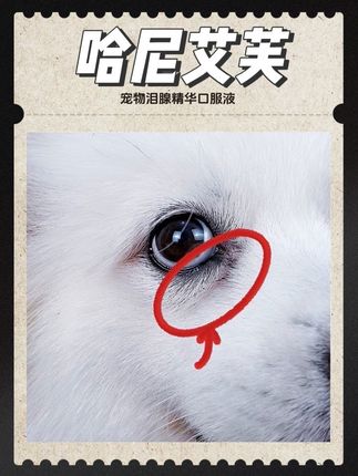 宠物泪腺精华液 毛孩子一旦有了泪痕,一定要从内部调理,才能从根源上解决问题!#科学养宠攻略 #狗狗泪痕怎么办 #萌宠好物