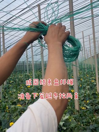 #丝瓜种植#农业种植 #种植小技巧 #种植大棚
