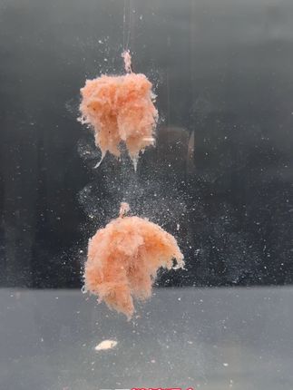 #鲢鳙拉饵 #鲢鳙助吸饵 #海藻蜘蛛丝 #蜘蛛丝开拉饵 #黑坑鲢鳙