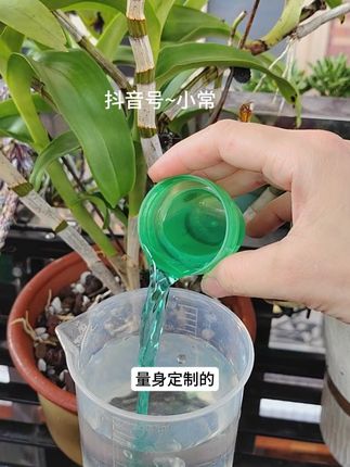石斛兰不长新牙不开花的。可以试试这个石斛兰专用肥,它富含氮磷钾微量元素和中微量元素 促进生长。叶片翠绿。#石斛兰营养液 #农资肥料 #抖音助农 #石斛兰