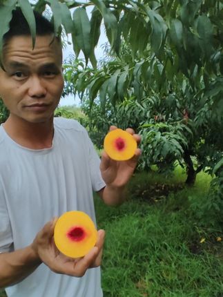 福利来了,最后一批黄桃。#优质农产品 #采摘采摘啦 #黄桃