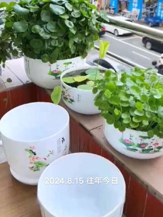 喜欢养水培植物的花友,你就用这个仿陶瓷荷花盆,敞口的设计,容量更大,植物生长不拥挤。不管你是养荷花、睡莲还是绿萝、铜钱草,都非常的合适。而且pp树脂材质,不怕摔砸不破不说,还非常轻巧方便挪动。关键陶瓷的质感摆在家里,朋友见了都说好看。想要的快去小黄车价格超便宜!#家庭养花 #无孔水培花盆#荷花睡莲#铜钱草