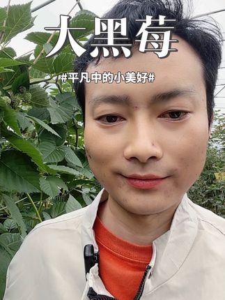 大黑莓#树莓种植