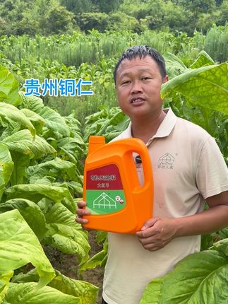 烤烟不落黄,就用大红甲来帮忙…… #大红甲@抖音小助手 #烤烟落黄提质增产就用大红甲 #分享农业知识帮农民增产增收 #憨烟黑爆烟 #烤烟种植技术与管理 @DOU+小助手