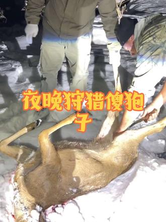 夜晚狩猎傻狍子#户外 #狩猎